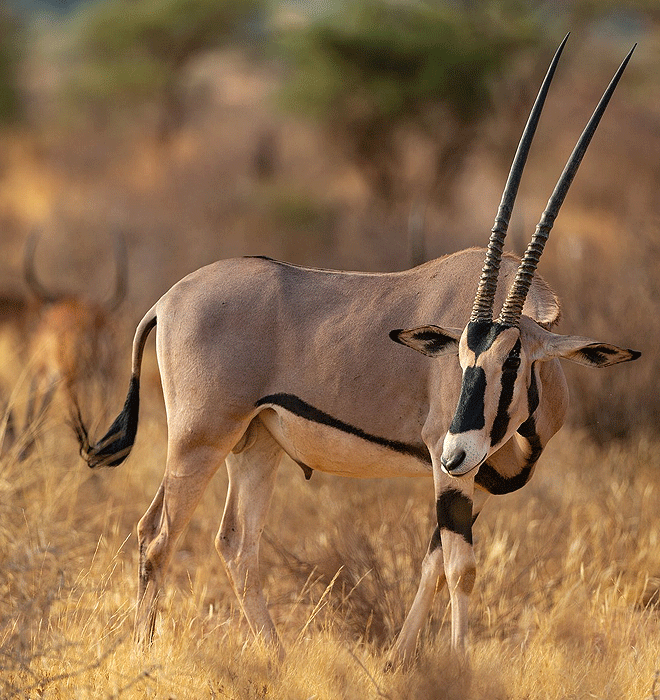 Buffalo Springs National Reserve