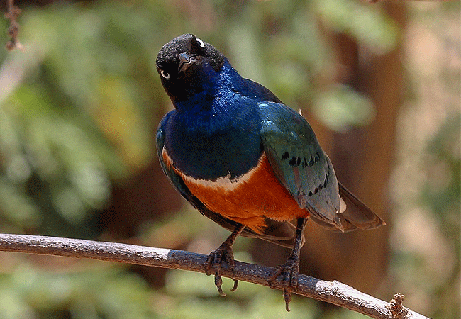 Buffalo Springs National Reserve