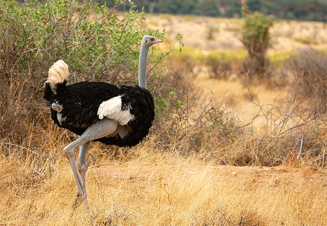 Buffalo Springs National Reserve