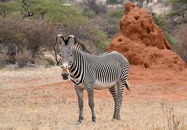 Buffalo Springs National Reserve