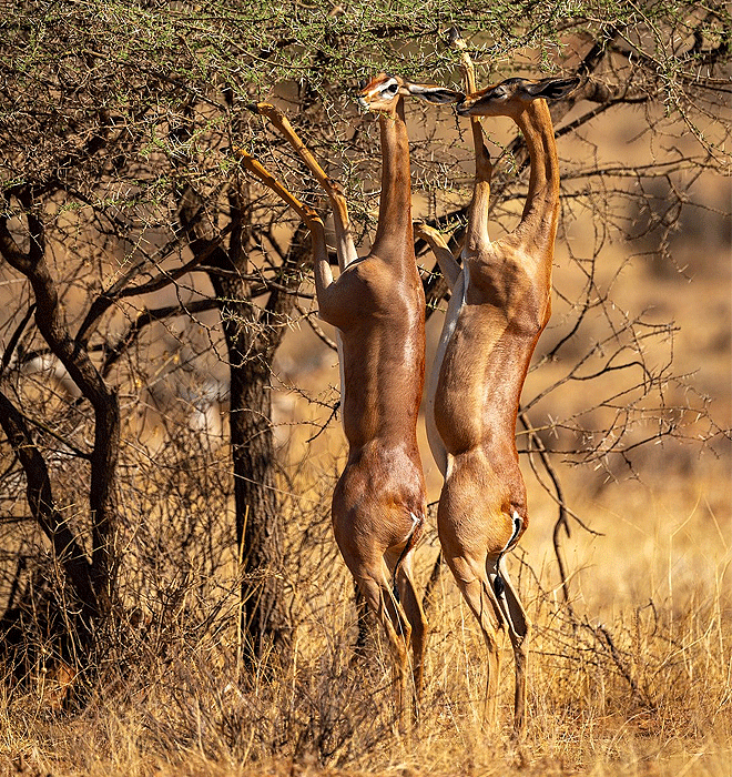 Buffalo Springs National Reserve