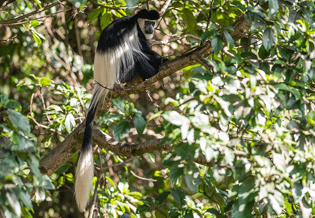 Crater Lake Game Sanctuary Naivasha