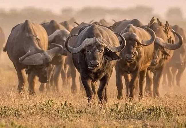 Crater Lake Game Sanctuary Naivasha