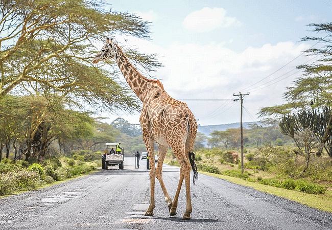 Crater Lake Game Sanctuary Naivasha