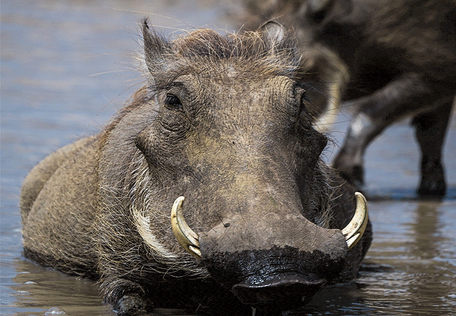 Crater Lake Game Sanctuary Naivasha