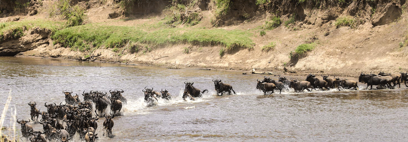 5 Day Masai Mara & Lake Nakuru Budget Safari
