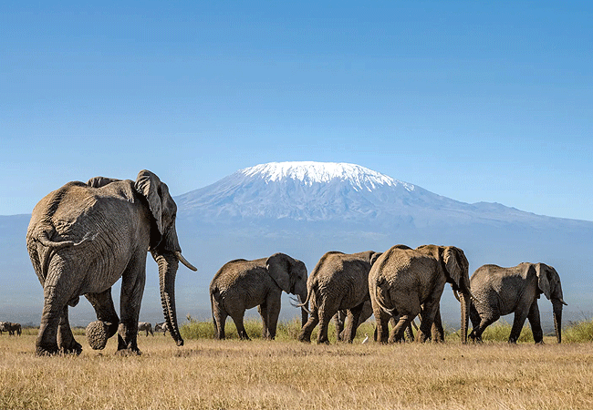 nyati-safari-camp-amboseli-national-park-is-a-budget-safari-accommodation-in-amboseli-with-comfortable-beds-beautiful-views-over-kilimanjaro-friendly-staff-and-tasty-food Nyati Safari-camp Amboseli National Park Kenya Safaris