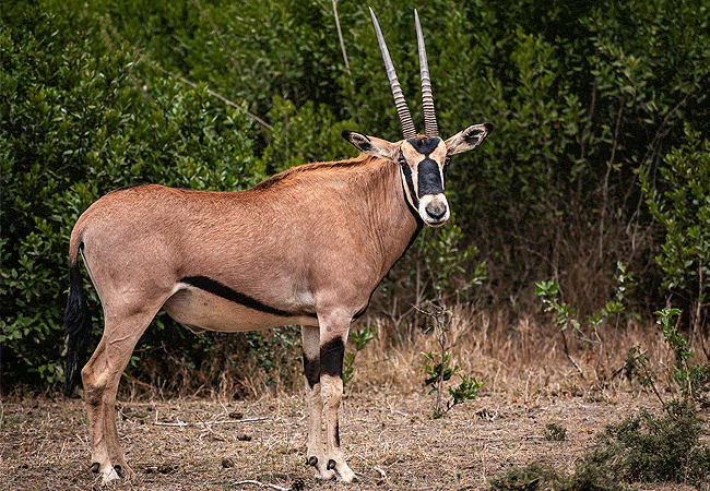 ol-pejeta-conservancy-full-day-trip-from-nanyuki-beisa-oryx Ol Pejeta Conservancy Full Day Trip from Nanyuki