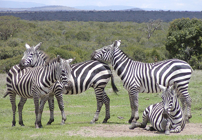 ol-pejeta-conservancy-full-day-trip-from-nanyuki-burchells-zebra Ol Pejeta Conservancy Full Day Trip from Nanyuki