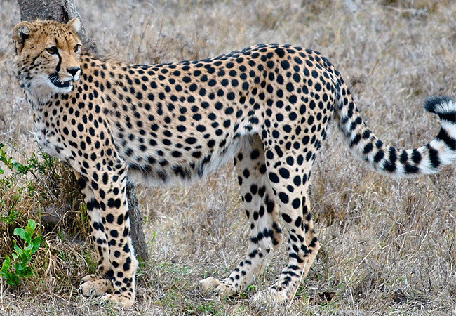 ol-pejeta-conservancy-full-day-trip-from-nanyuki-cheetah Ol Pejeta Conservancy Full Day Trip from Nanyuki