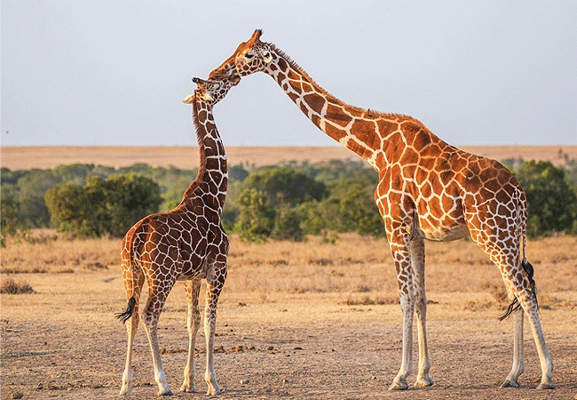 ol-pejeta-conservancy-full-day-trip-from-nanyuki-reticulated-giraffe Ol Pejeta Conservancy Full Day Trip from Nanyuki
