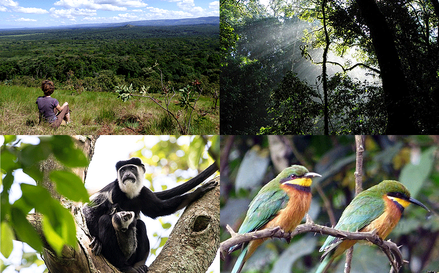 Kakamega Forest National Reserve