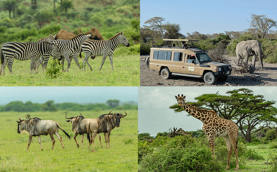 Sinya Wildlife Conservancy Tanzania 1 Day Safari