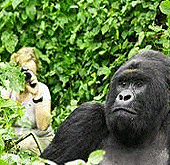 gorilla & primate Safaris