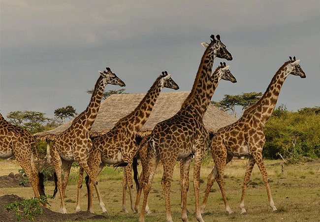 Mara Siana Camp Mara Ripoi Conservancy Masai Mara National Reserve