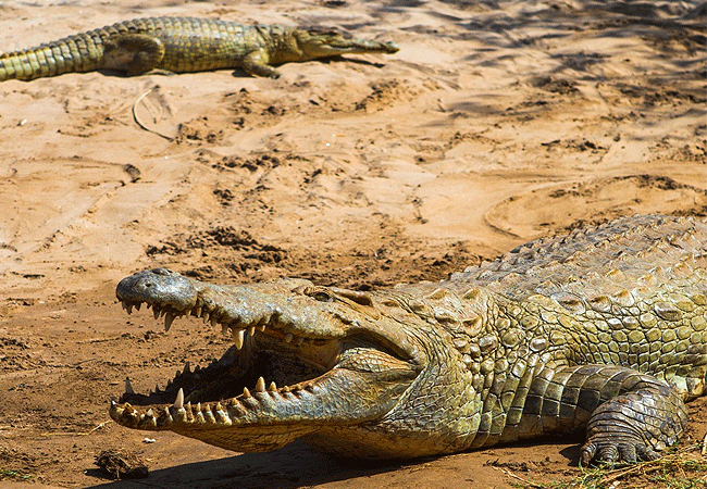 kudu-safari-camp -tsavo-east-national-park-crocodiles Kudu Safari Camp Tsavo East National Park