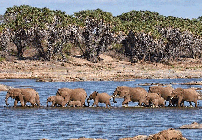 kudu-safari-camp -tsavo-east-national-park-elephants-crossing-the-galana-river Kudu Safari Camp Tsavo East National Park