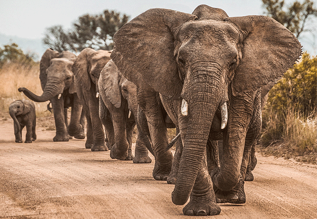 kudu-safari-camp -tsavo-east-national-park-elephants Kudu Safari Camp Tsavo East National Park