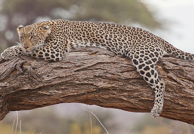 kudu-safari-camp -tsavo-east-national-park-leopard Kudu Safari Camp Tsavo East National Park