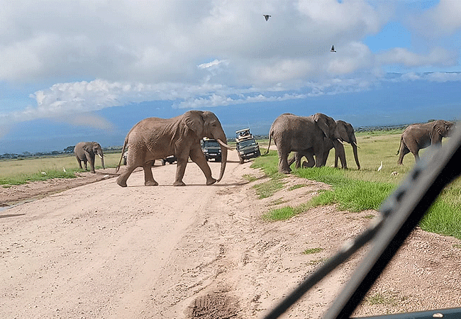little-amanya-camp-amboseli-national-park-enjoy-game-drives-in-open-sided-4x4-safari-vehicles Little Amanya Camp Amboseli National Park