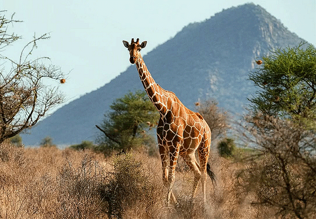 sorio-samburu-lodge-lodge-lies-in-the-heart-of-samburu-national -reserve-surrounded-by-rugged-landscapes-rich-culture-and-vibrant-wildlife Soroi Samburu Lodge