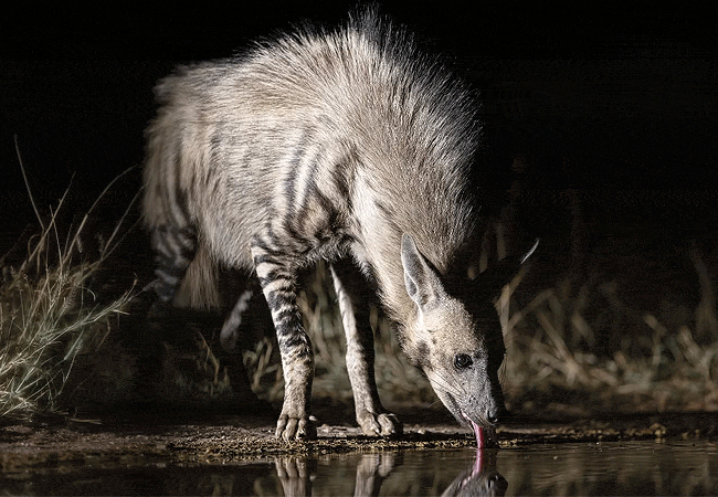 soroi-samburu-lodge-striped-hyena-at-the-photo-hide Soroi Samburu Lodge Samburu National Reserve