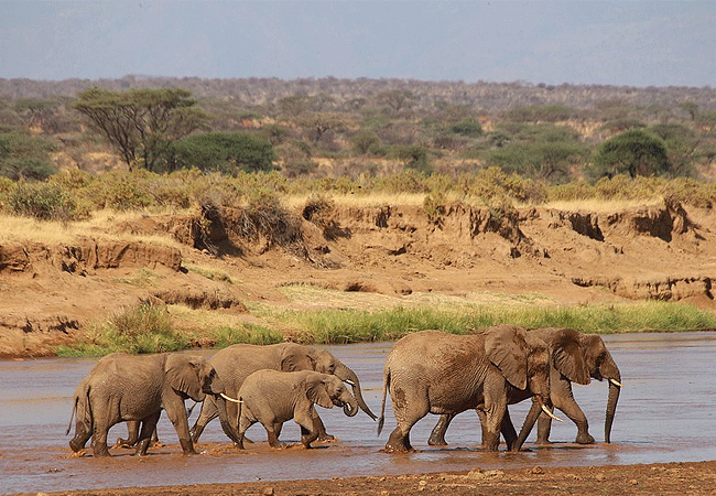 Soroi Samburu Lodge