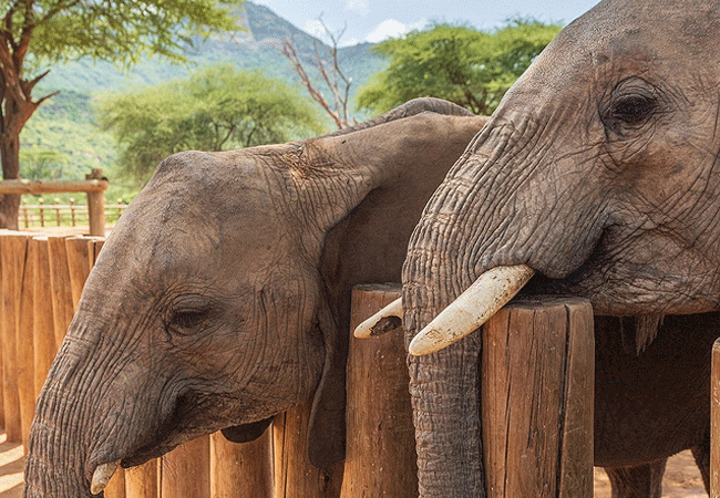 soroi-samburu-lodge-samburu-national-reserve-activity-includes-a-visit-to-the-reteti-elephant-sanctuary Soroi Samburu Lodge Samburu National Reserve