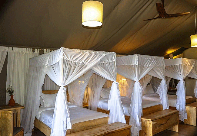 maisha-sweetwaters-camp-triple-room-tent Maisha Sweetwaters Camp