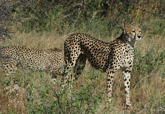 Samburu National Reserve