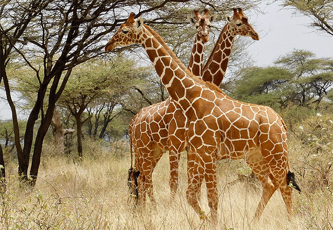 Samburu National Reserve