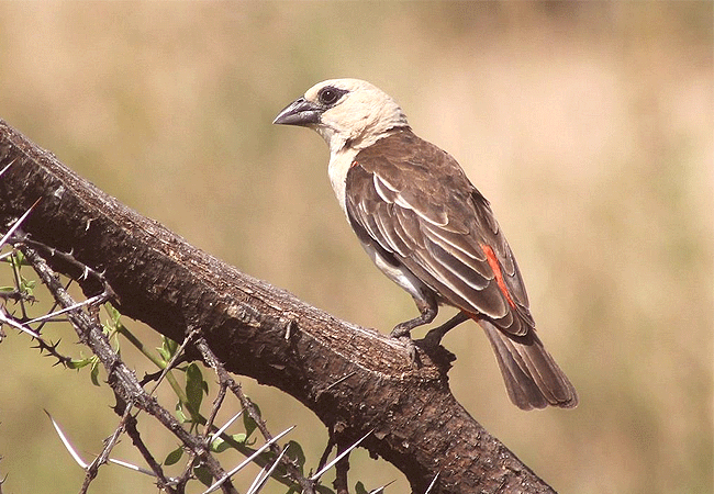 Samburu National Reserve