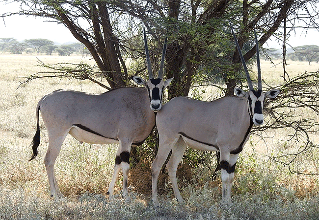 Samburu National Reserve