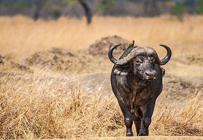 Samburu National Reserve