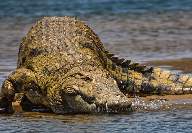 Samburu National Reserve