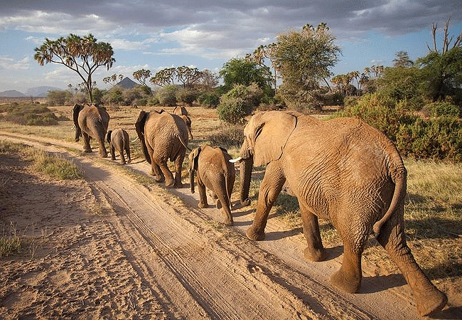 Samburu National Reserve