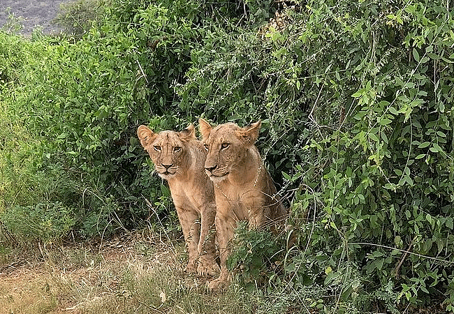 Samburu National Reserve