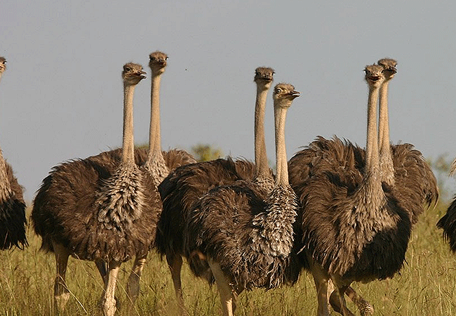 Samburu National Reserve