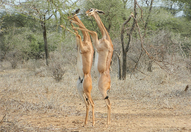 Samburu National Reserve