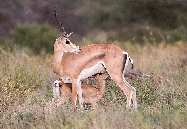 Samburu National Reserve