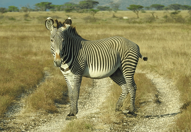 Samburu National Reserve