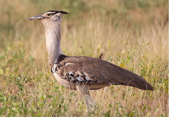 Samburu National Reserve