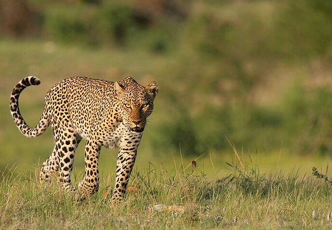 Samburu National Reserve