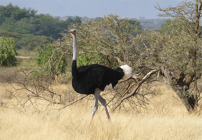 Samburu National Reserve