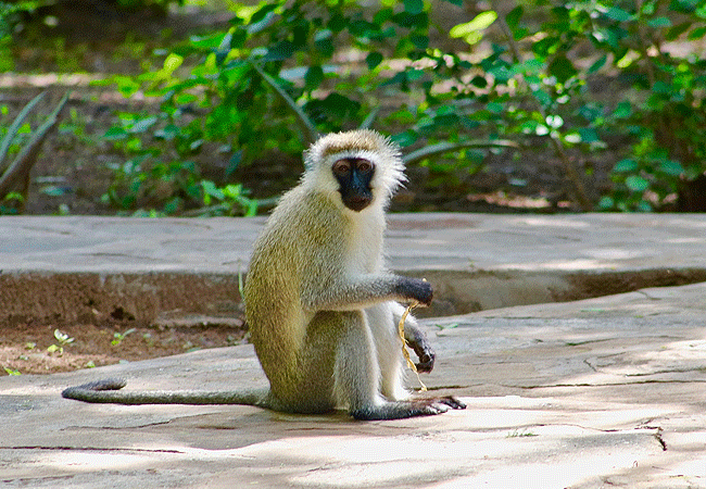 Samburu National Reserve