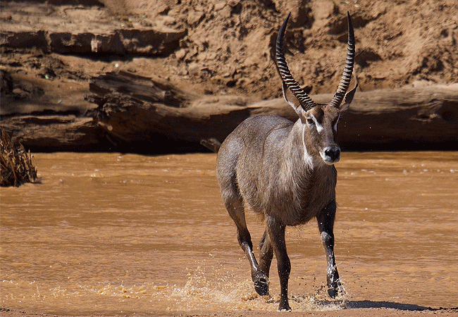 Samburu National Reserve