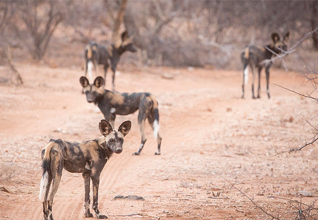 Samburu National Reserve