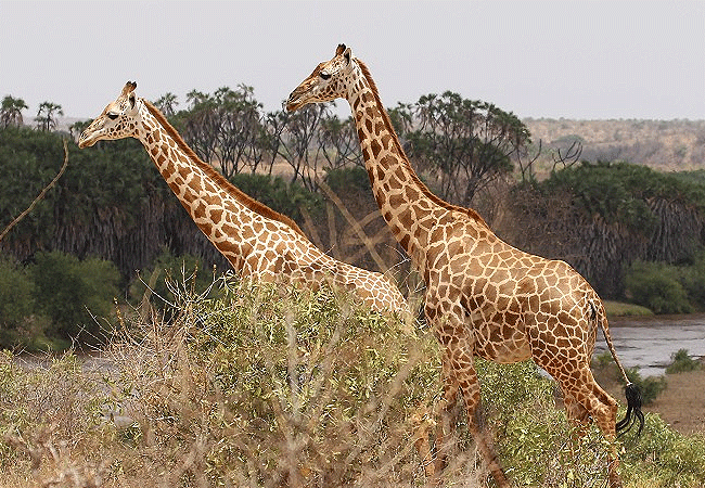 Tsavo East National Park