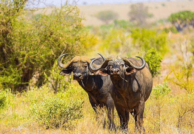 tsavo-west-national-park-african-buffalo Tsavo West National Park