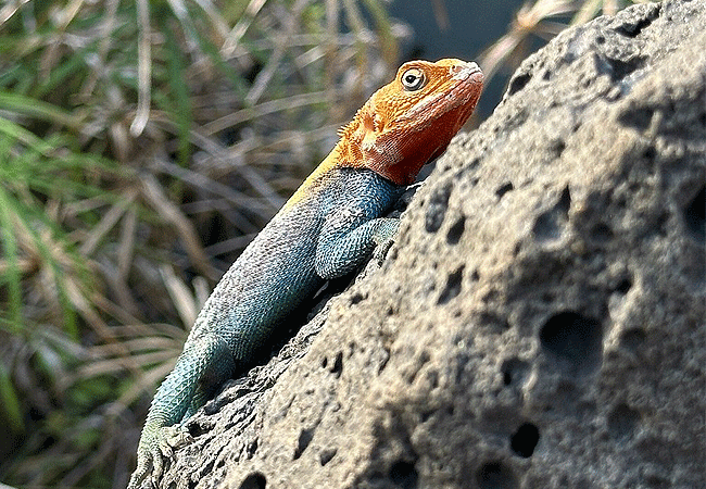 Tsavo West National Park